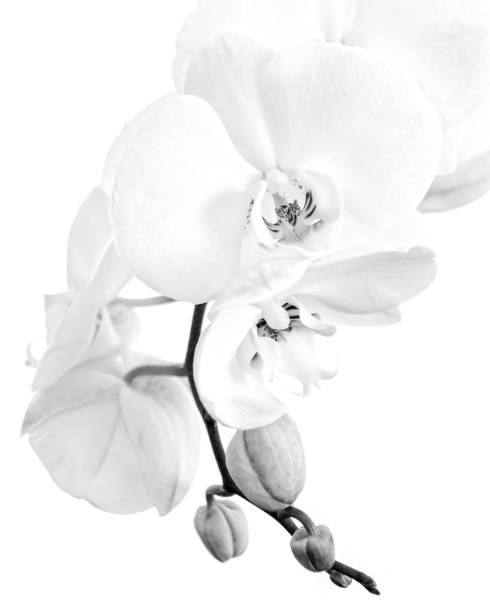 istock Close-up of a white phalaenopsis orchid in black and white 1178520949
