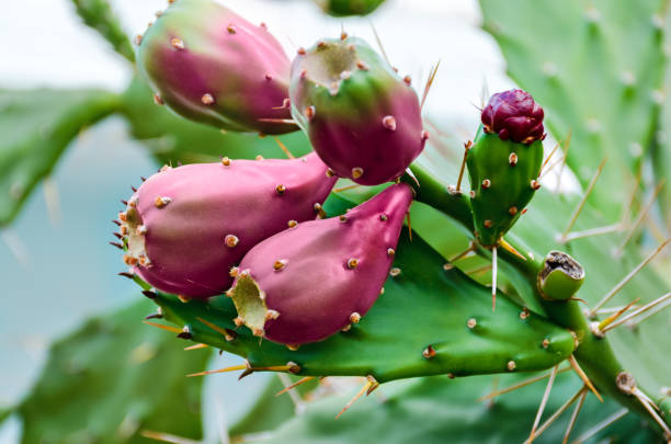 opuntia cactus fruits ripen. - prickly pear fruit fotos imagens e fotografias de stock