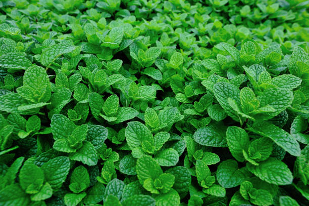 Green mint plants grow at vegetable garden Green mint plants grow at vegetable garden spicery stock pictures, royalty-free photos & images