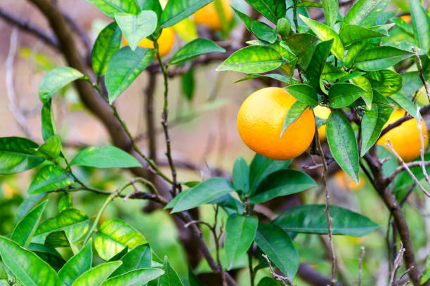 istock Ripe tangerines on the branches in the garden. 1178522003