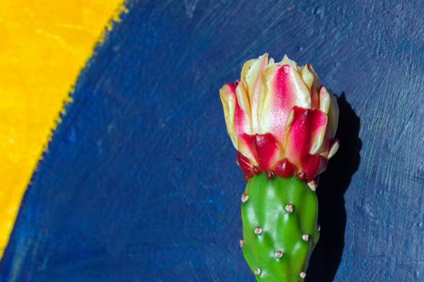 Cactus flower on dark blue background