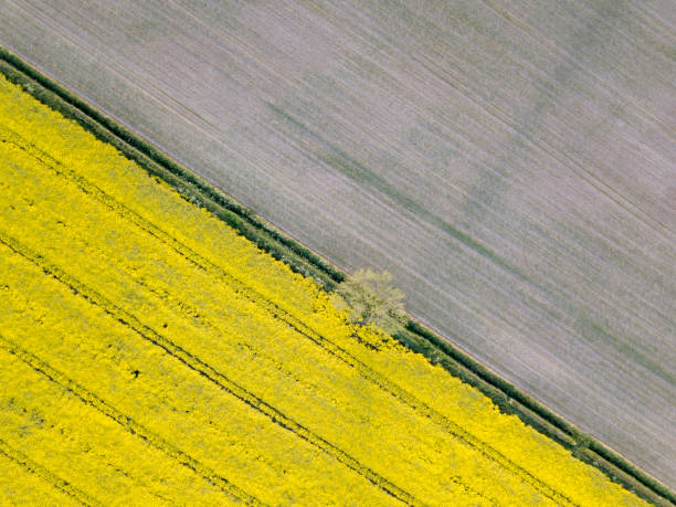 istock Blooming rapeseed field aerial view 1178524972