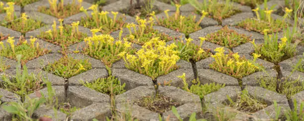 Tiny yellow blooming stonecrop. Latin name Sedum Acre