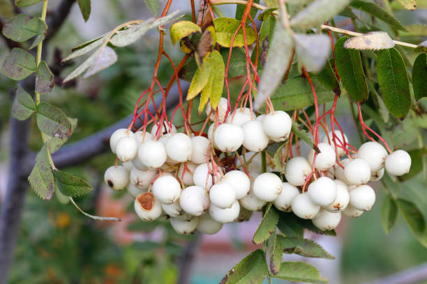 Chinese white-berry rowan Sorbus glabrescens
