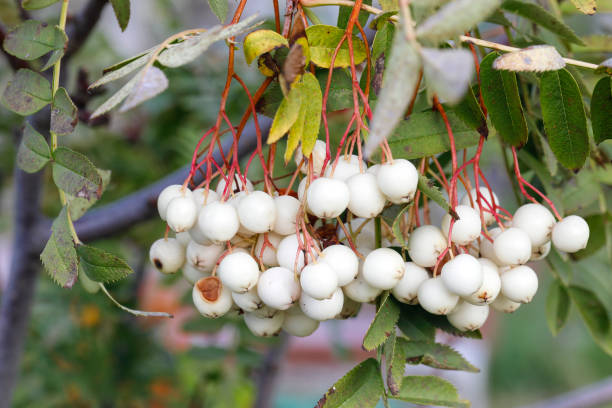 120+ White Berries Stock Photos, Pictures & Royalty-Free Images - iStock