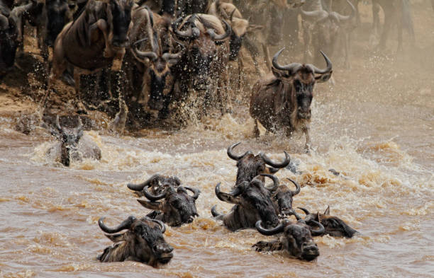 istock Wildbeests Mara River Crossing in Masai Mara NR 1178525510