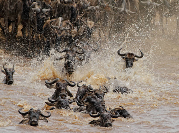 istock Wildbeests Mara River Crossing in Masai Mara NR 1178525524