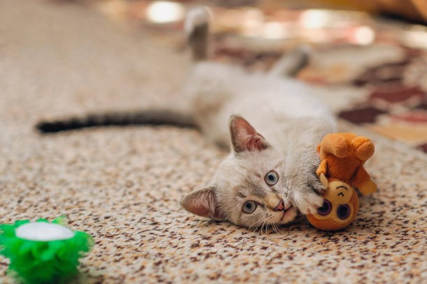istock kitten caught a toy prey, lying and looks at camera 1178525840