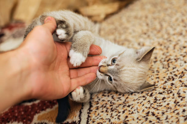 istock playful thai kitten biting human fingers 1178526753