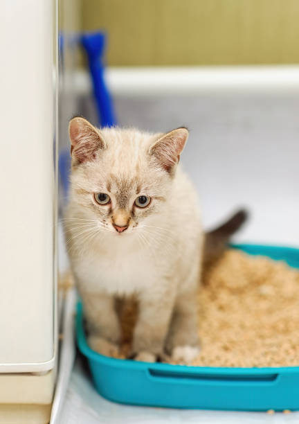 kitten sitting on a cat litter and looking at camera stock photo