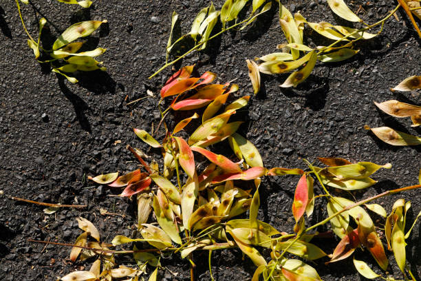 flying seeds fallen from tree of heaven - ailanthus glandulosa imagens e fotografias de stock