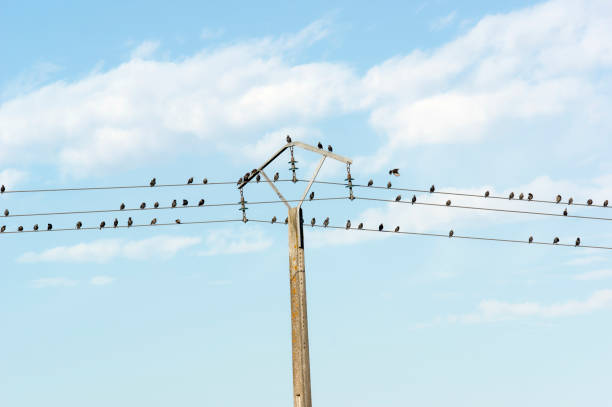 istock starlings on telephone pole 1178527294