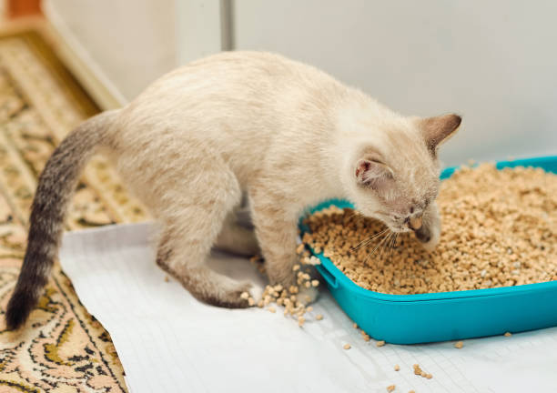 kitty digging in cat litter stock photo
