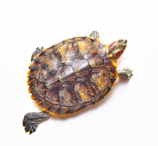 istock Red-eared turtle, Trachemys scripta on white isolated background. Yellow-bellied water turtle. Close up. The view from the top. 1178527396