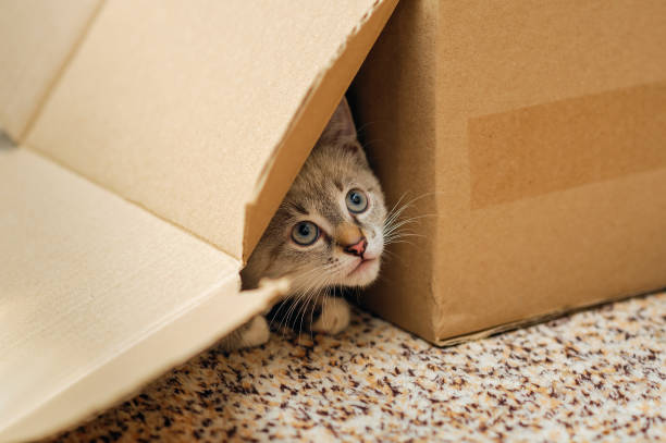 sad face of a cute cat peeking out of cardboard box stock photo