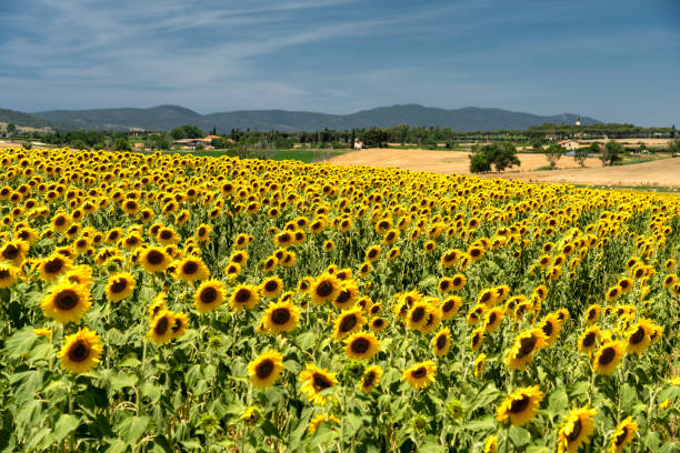 istock Rural landscape in Maremma at summer 1178528630
