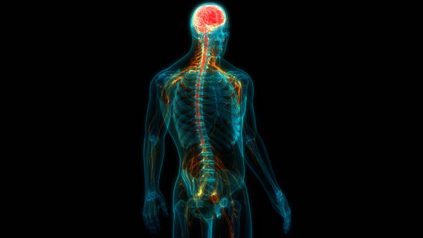 istock Central Organ of Human Nervous System Brain Anatomy 1178528670