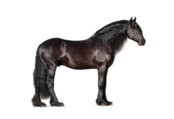 istock Beautiful frisian stallion isolated 1178528869