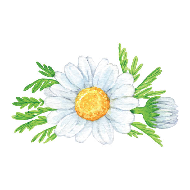 ilustrações, clipart, desenhos animados e ícones de flores da camomila da aguarela - tratamento botânico de balneário