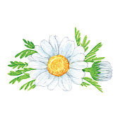 istock Watercolor Camomile Flowers 1178529756