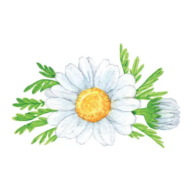 Vector illustration of Watercolor Camomile Flowers