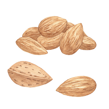 Watercolor Almonds