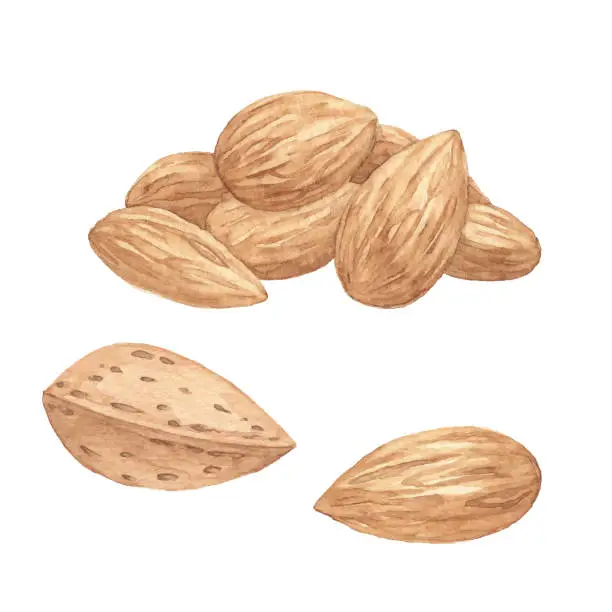 Vector illustration of Watercolor Almonds