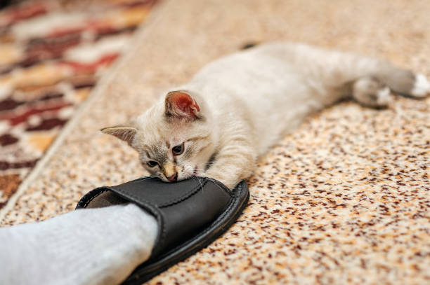 playful thai kitten biting human slipper stock photo