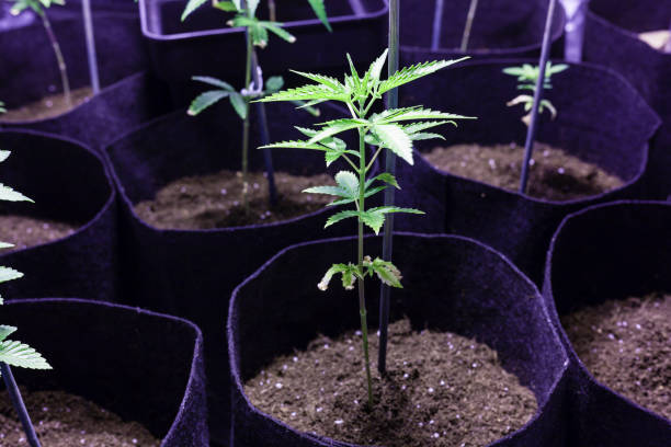 istock Cannabis indoor plantation growing issues 1178530277
