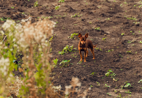 small dog standing in middle of blank field
