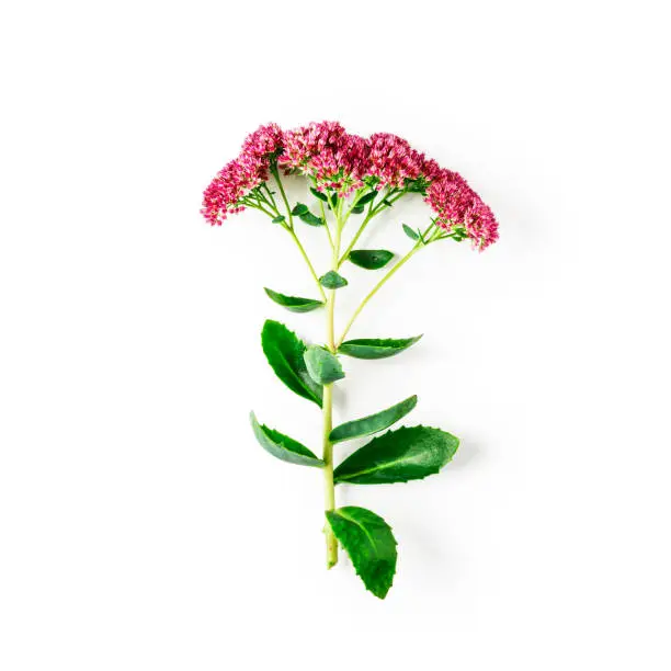 Pink sedum branch with flowers, leaves and stem in autumn garden. Stonecrops flower isolated on white background with clipping path. Top view, flat lay. Floral design element
