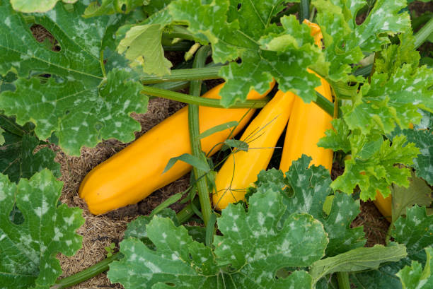 grosse courge jaune biologique mûrissant dans un potager sain et bien entretenu - crookneck squash photos et images de collection