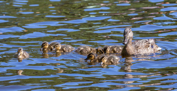 istock swimming duck with seven small ducklings 1178533335