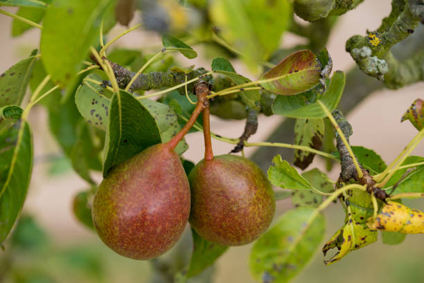istock organic pears ripening on a fruit tree in an orchard 1178533493
