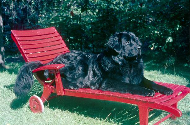 istock Black Labrador on red wooden lounger 1178535143