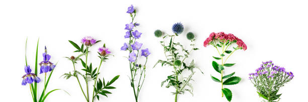 Garden flowers collection Knapweed, thistle, campanula, sedum, aster and iris flower collection. Pink and blue flowers in garden arrangement isolated on white background. Top view, flat lay. Floral design element german iris stock pictures, royalty-free photos & images