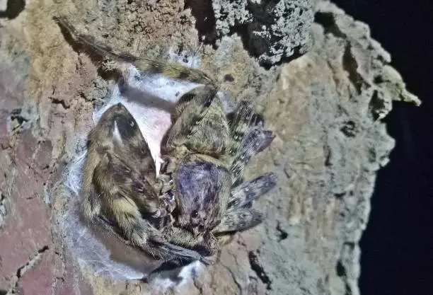 Chilobrachys huahini Incubating at night in the forest