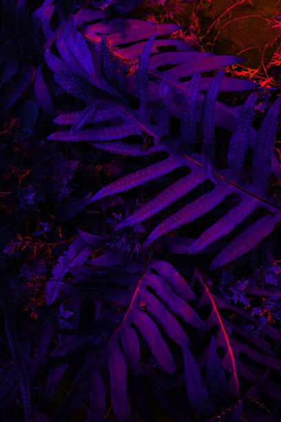 istock Tropical leaf forest glow in the black light background. High contrast. 1178538694
