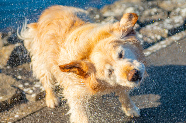 Golden retriever by the lake and in the lake