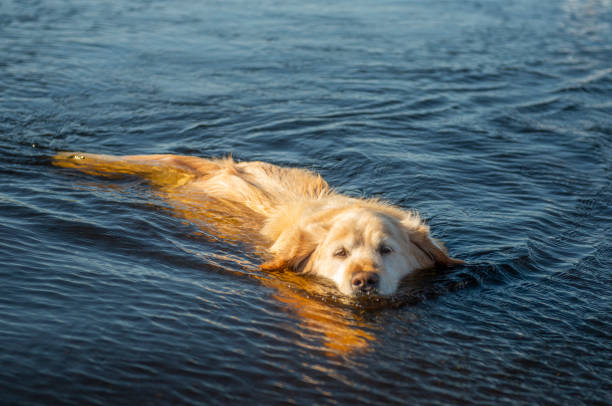 istock Golden retriever by the lake 1178539112