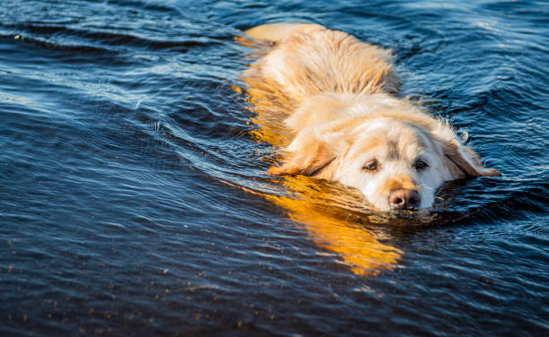 istock Golden retriever by the lake 1178539129
