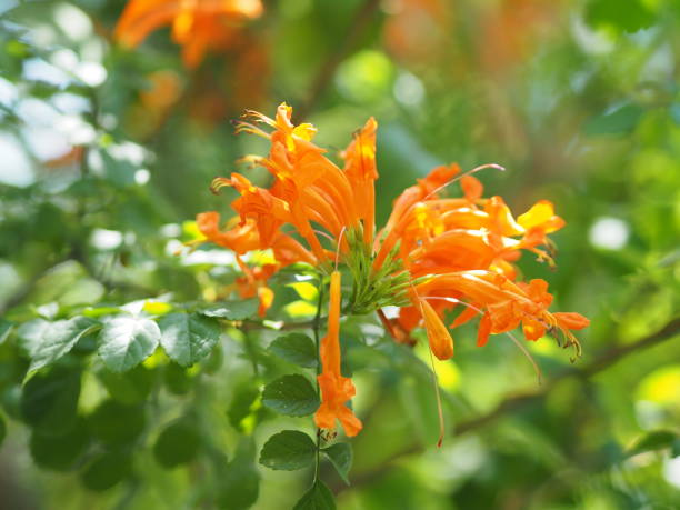 istock Pyrostegia venusta, Bignoniaceae, Orange trumpet, Flame flower, Fire-cracker vine orange flower on burred of nature background in garden tips of the five petals are shaped in a long strip and curled back 1178539239