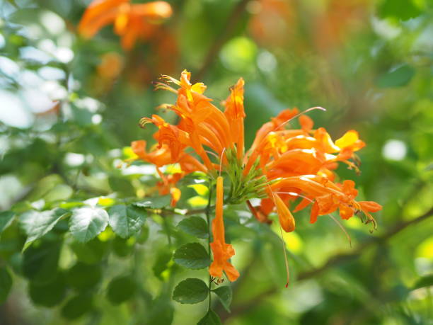 istock Pyrostegia venusta, Bignoniaceae, Orange trumpet, Flame flower, Fire-cracker vine orange flower on burred of nature background in garden tips of the five petals are shaped in a long strip and curled back 1178539242