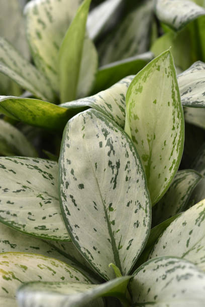 istock Chinese evergreen Maria Christina 1178540054