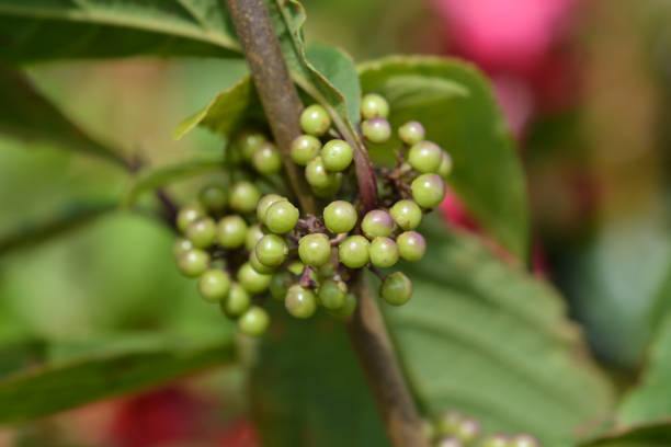 Beautyberry Profusion unripe fruit - Latin name - Callicarpa bodinieri Profusion