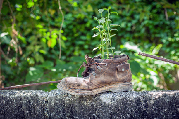 istock Plant growth in the old shoe, green background 1178540613