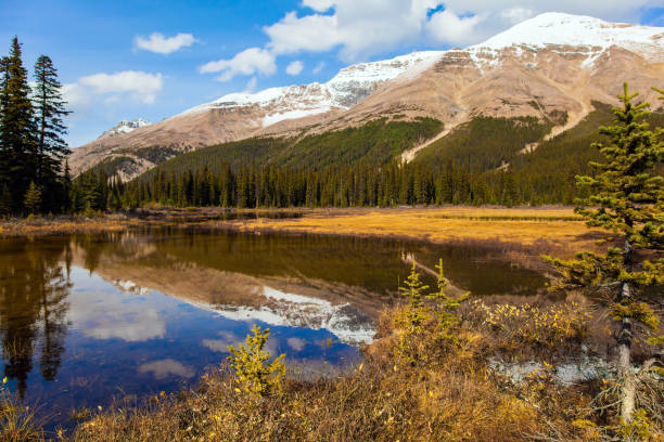 istock Lake overgrown with yellowed grass 1178541503