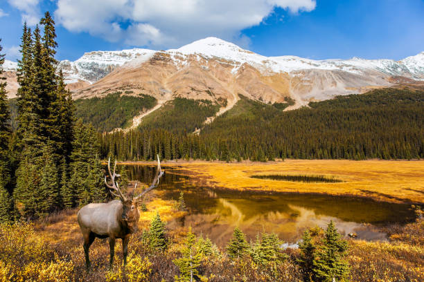 istock Canadian deer by the lake 1178541568