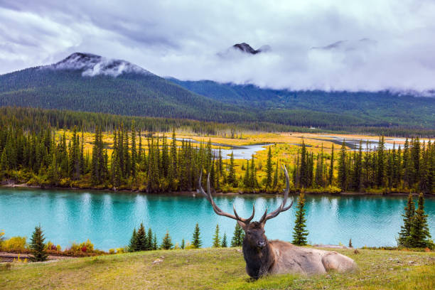 istock Magnificent deer on the shore 1178541637