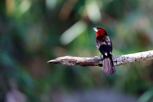 Small tropical bird in natural habitat in Brazil